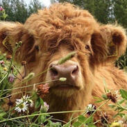 highland cow